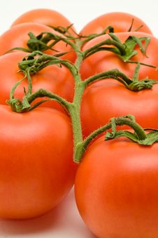 Vine Tomatoes Royalty Free Stock Photography Vine Tomatoes Royalty Free Stock Photography