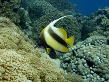 Red Sea Bannerfish Stock Images Red Sea Bannerfish Stock Images