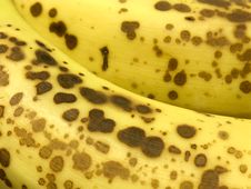 Ripen Banana Yellow Fruit Closeup Royalty Free Stock Image