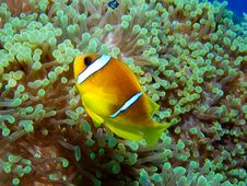 Clownfish Stock Photo Clownfish Stock Photo
