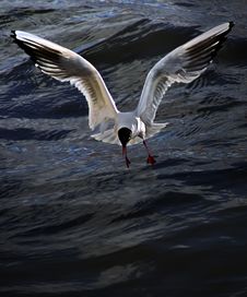 Gull - Hunting For Life Stock Images