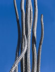 Tall Thin Spiky Cactus Stock Photography