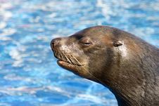 Fur Seal 2 Stock Images