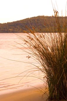 Long Grass By A Lake Australia Stock Photo Long Grass By A Lake Australia Stock Photo