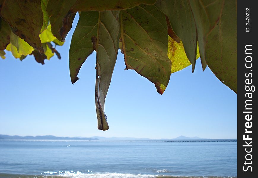 Beach And Leaves