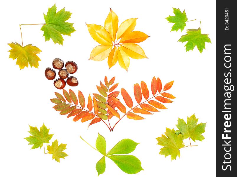 Autumn leaves background isolated on white