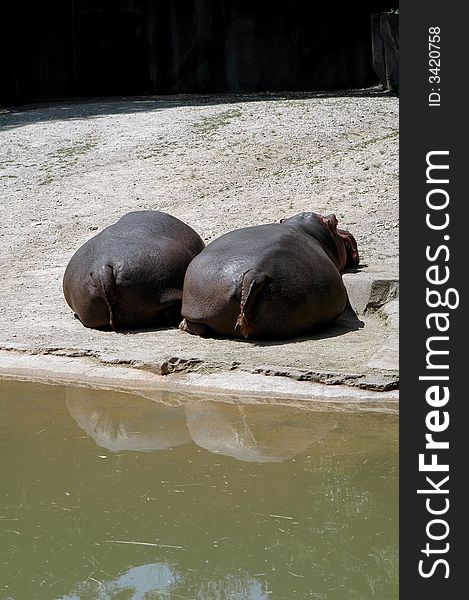 Two large hippo butts lounging.