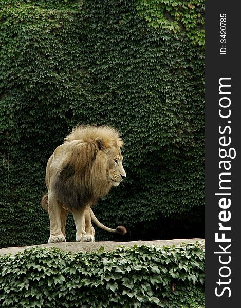 Lion on top of rock, makes him top lion.