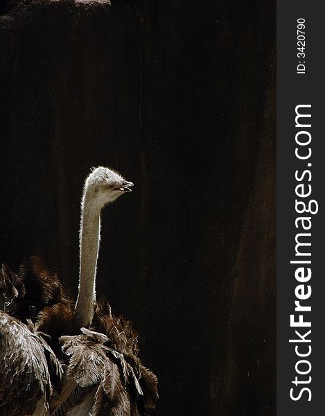 Ostrich 2