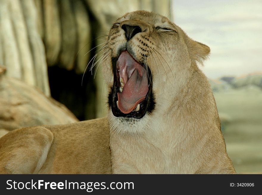 Lioness yawning a sleepy sigh.