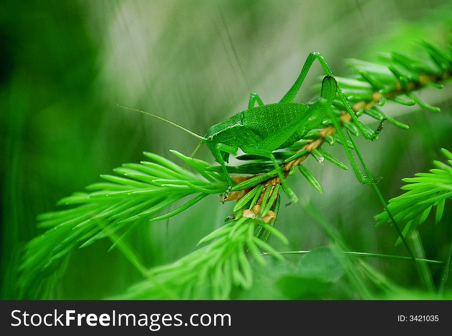 Green grasshopper sitting on a fir branch. Green grasshopper sitting on a fir branch