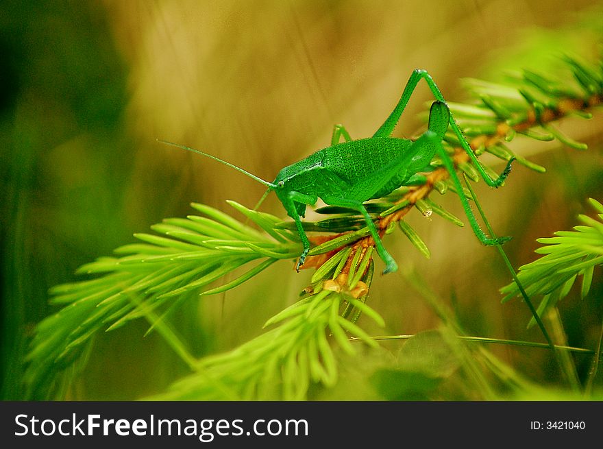 Green grasshopper sitting on a fir branch. Green grasshopper sitting on a fir branch