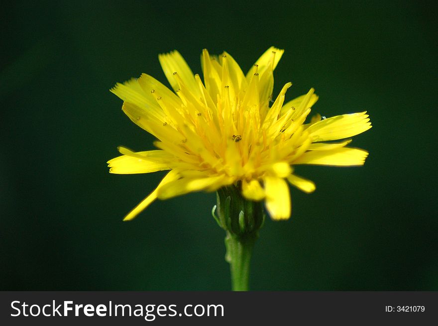 Yellow wild flower on a blurred background. Yellow wild flower on a blurred background