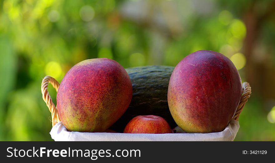 Two mangoes fruits are isolated on basket.