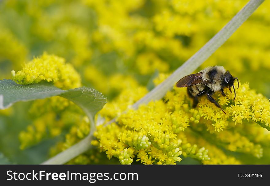 Bumble Bee On Goldenrod