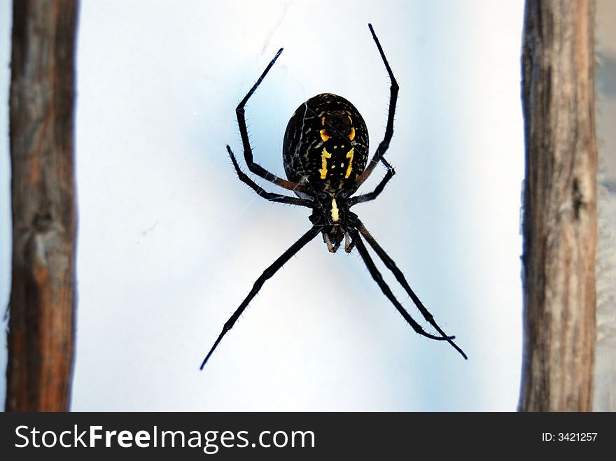 Black and yellow orb weaver