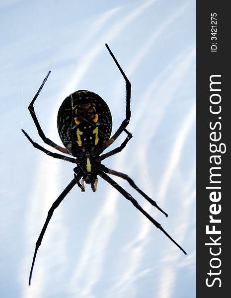 Black and yellow orb weaver. Black and yellow orb weaver