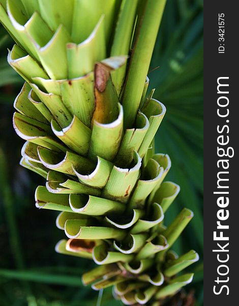 Close-up, downward view of tropical green plant. Close-up, downward view of tropical green plant.