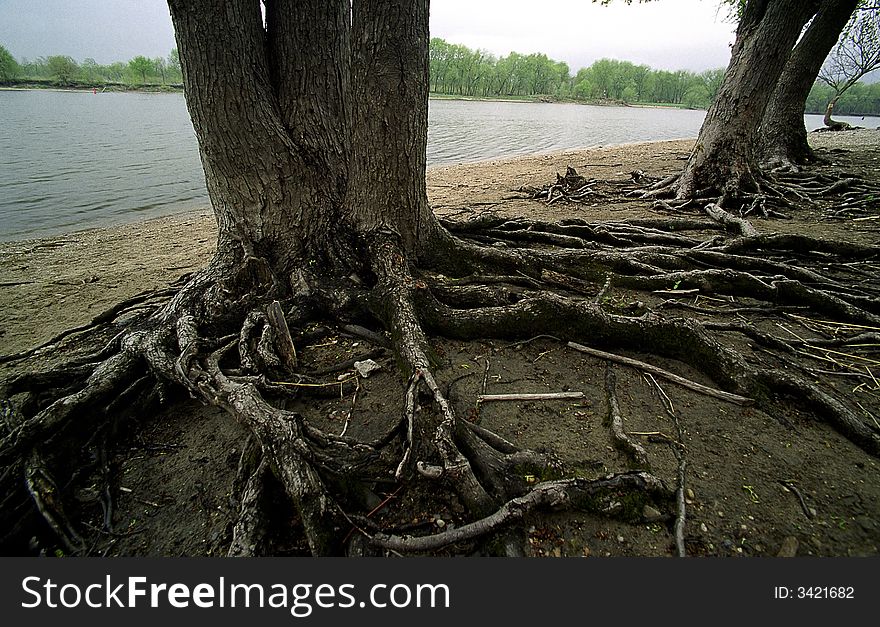 When you see these roots you understand how powerful life is. When you see these roots you understand how powerful life is