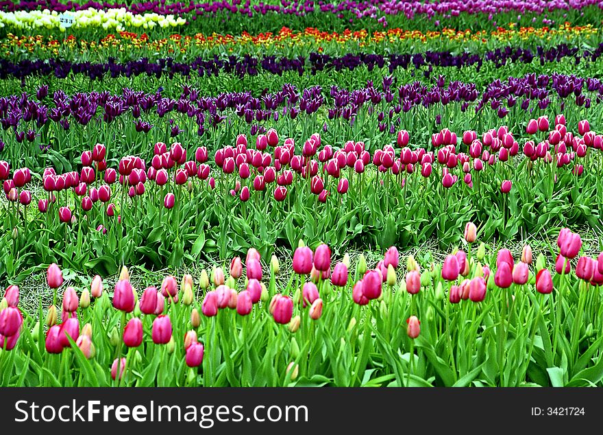 These tulips gardens from biggest tulips farm in USA, Holland, MI.