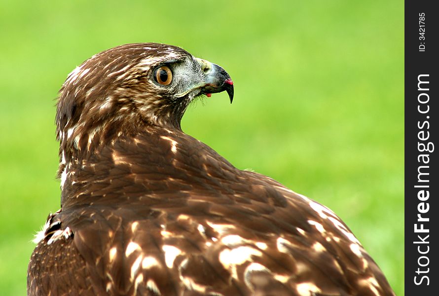 Hawk on the grass after hunting