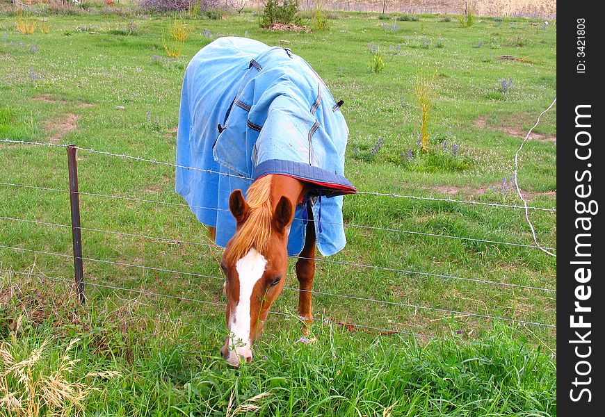 Horse And Grassland