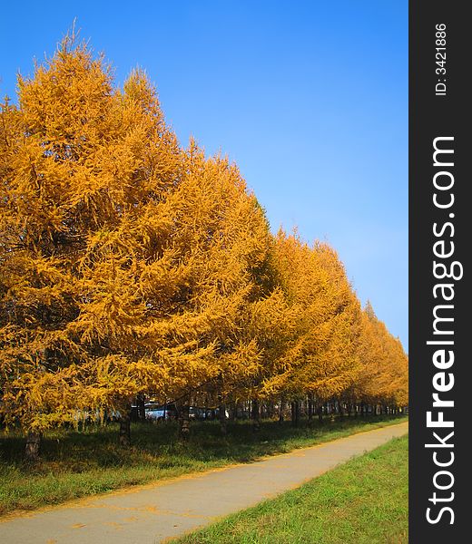 Autumn park with yellow tree on blue sky. Autumn park with yellow tree on blue sky