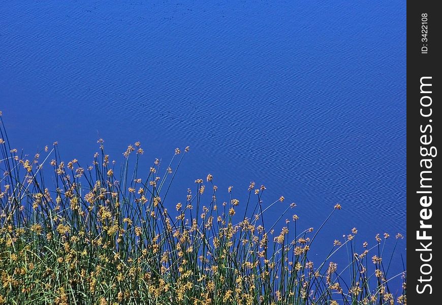 Reeds growing alongside a small lake.  Taken in June in Napa, California. Reeds growing alongside a small lake.  Taken in June in Napa, California.