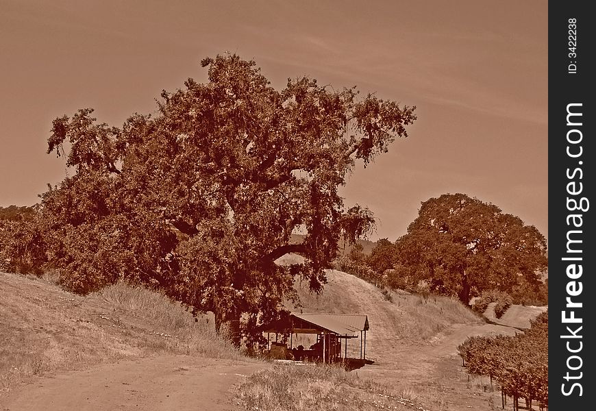 A large oak tree towering over a small building.  A few grapevines from a vineyard are visible.  This is a sepia toned picture. A large oak tree towering over a small building.  A few grapevines from a vineyard are visible.  This is a sepia toned picture.