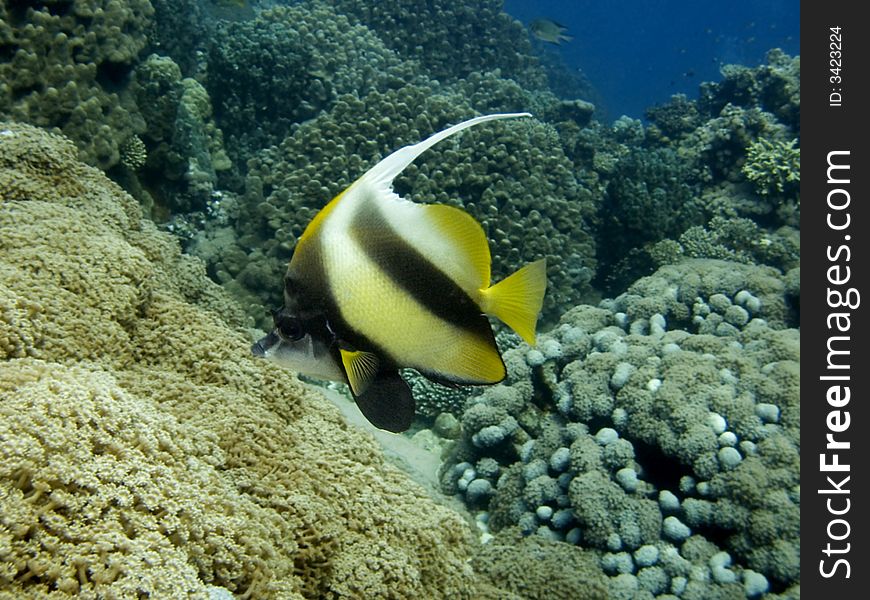 Red Sea Bannerfish in the Red Sea, Egypt