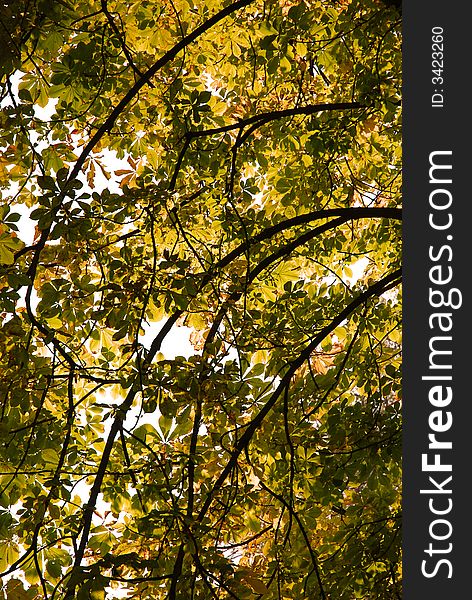 Autumn fall landscape - trees in forest. Autumn fall landscape - trees in forest