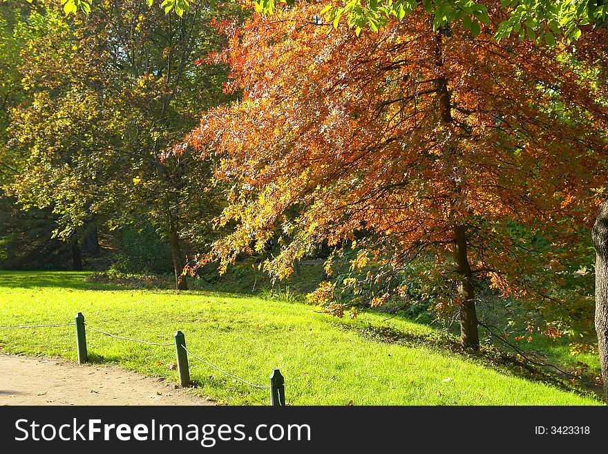 Tree in the autumn on a background of a wood