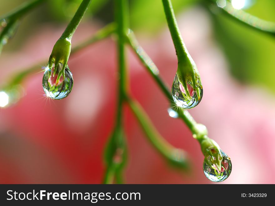 Water drops hanging from jasmin plant
