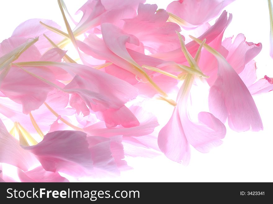 Pink petals on light box