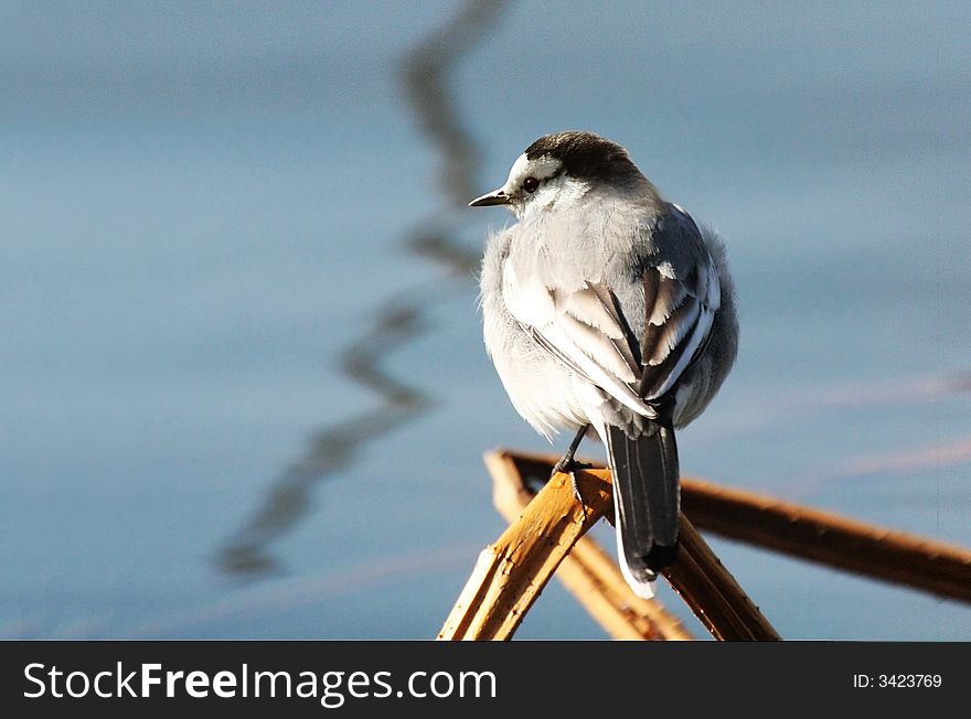 A female white wagtail enjoys the sun in Winter. A female white wagtail enjoys the sun in Winter.