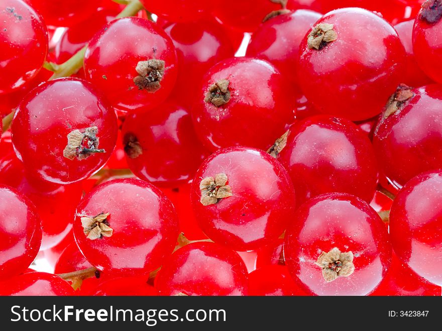 Fresh red currant berries background. Fresh red currant berries background