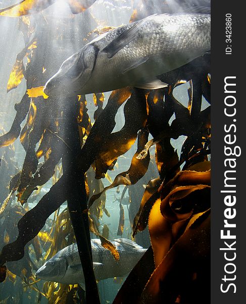 Dappled sunlight filters through kelp forest onto huge fish at Two Oceans aquarium, V & A Waterfront, Cape Town. Dappled sunlight filters through kelp forest onto huge fish at Two Oceans aquarium, V & A Waterfront, Cape Town.