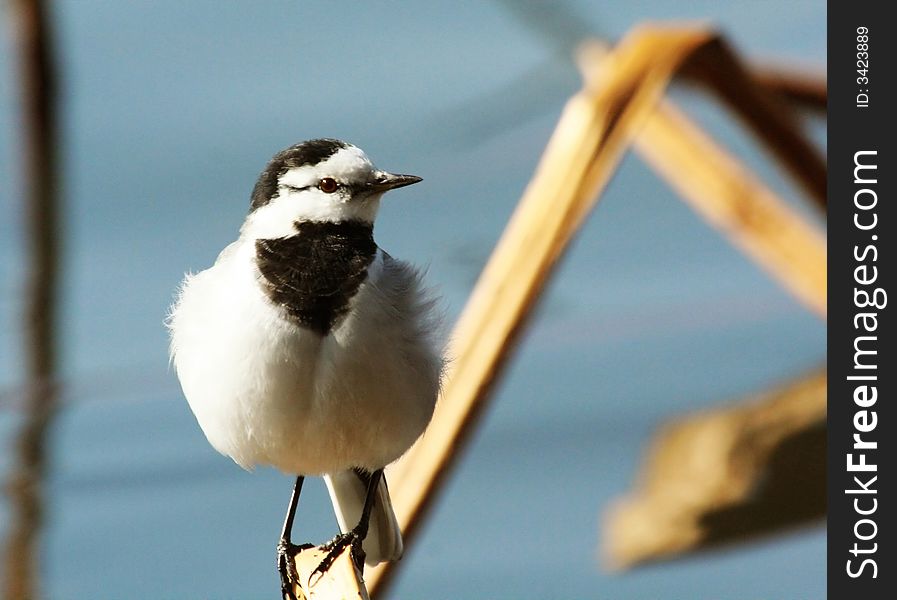 Female White Wagtail enjoys the sun in Winter. Female White Wagtail enjoys the sun in Winter.