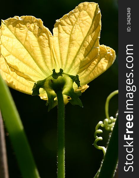 Pumpkin flower, summer, South China,Asia