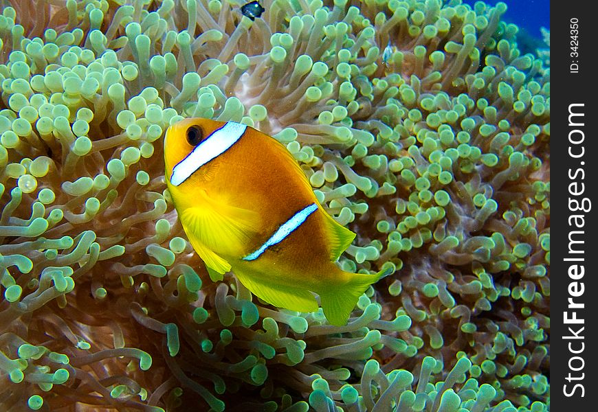 A Clownfish in an Anemone in the Red Sea, Egypt