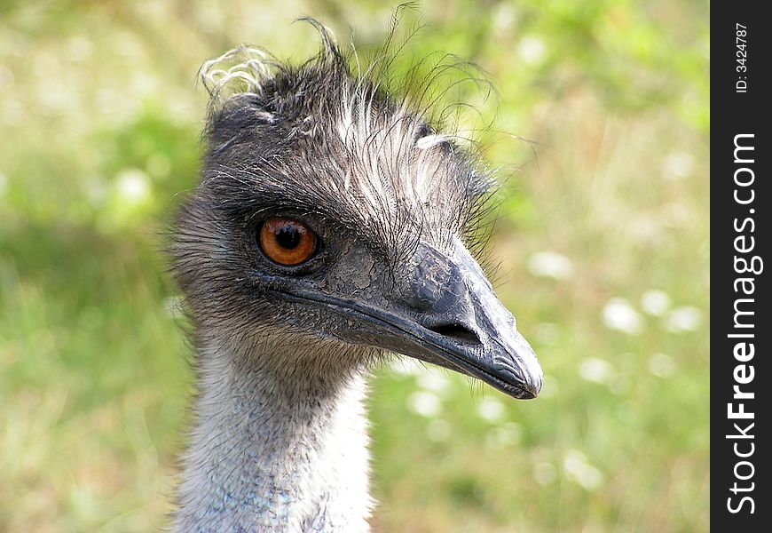 Head close up of ostrich.