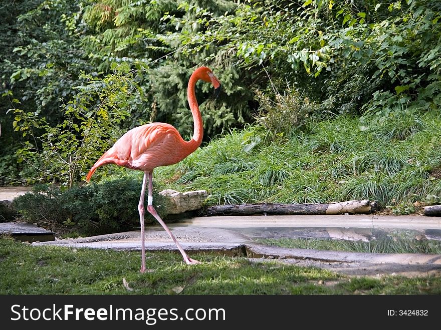 A beautiful pink flamingo looking for food.