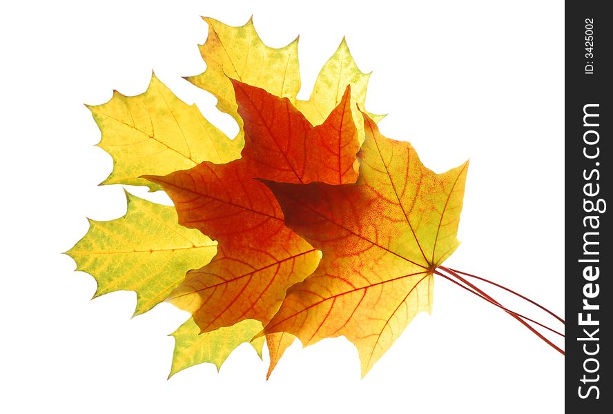 Autumn maple leaves isolated on white background