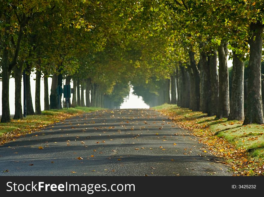 A tree-lined country lane in rural France, fades into the morning sun of early Fall. A tree-lined country lane in rural France, fades into the morning sun of early Fall.