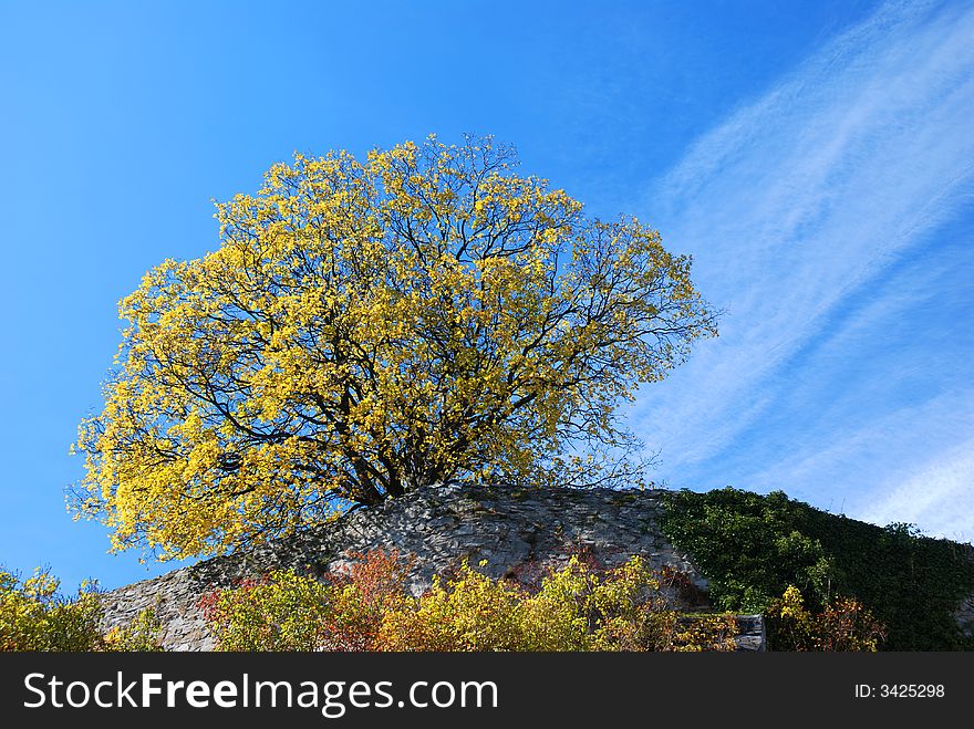 Tree on rock. Sky with clouds in background