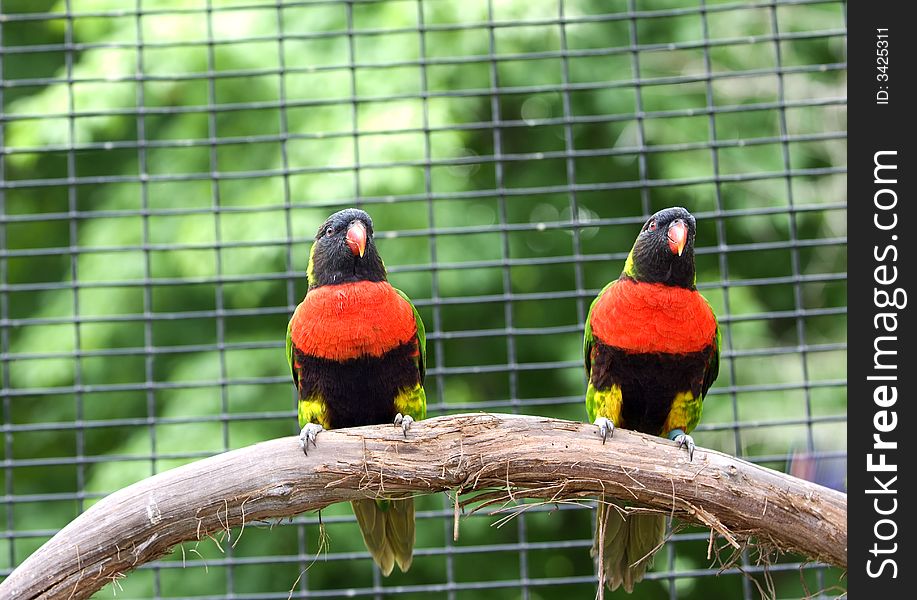 Two lorikeets sitting side by side on wooden branch