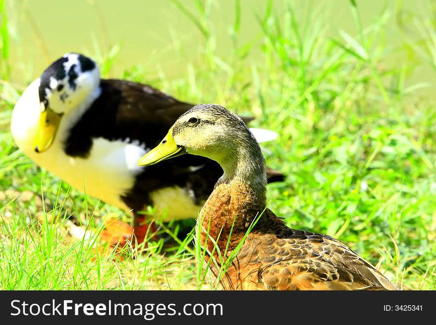 Wild Ducks on the meadow