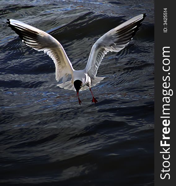 The Neva river, a gull hunting for food. The Neva river, a gull hunting for food