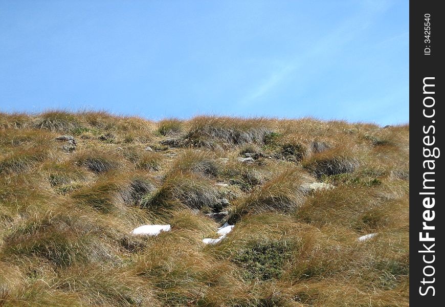 Landscape in nature with trees and grass. Landscape in nature with trees and grass