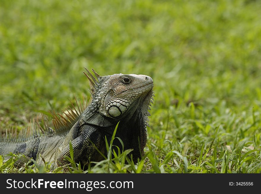 An iguana in a grass field on the SinÃº river bank near Monteria, Cordoba, Colombia. An iguana in a grass field on the SinÃº river bank near Monteria, Cordoba, Colombia.
